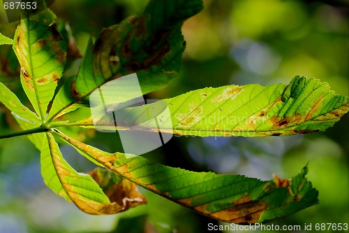 Image of Autumn Leaf