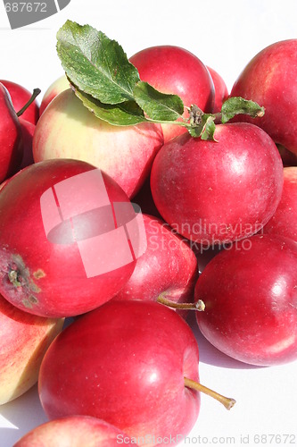 Image of James Grieves apples