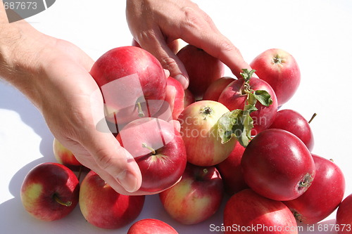 Image of Hands holding James Grieves apples