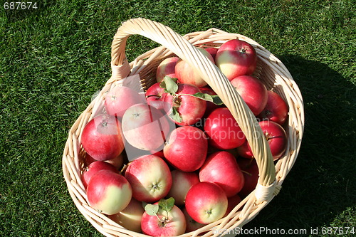 Image of Basket with James Grieves apples
