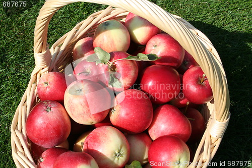 Image of Basket with James Grieves apples