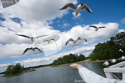 Image of seagull