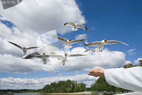 Image of seagull