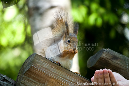 Image of squirrel