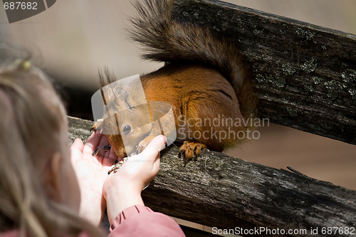 Image of little girl plays with the squirrel