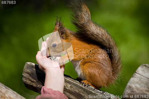 Image of squirrel