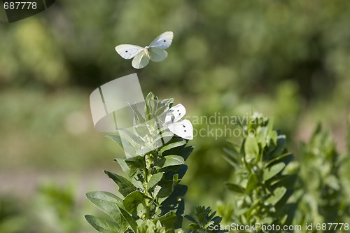 Image of Butterflys