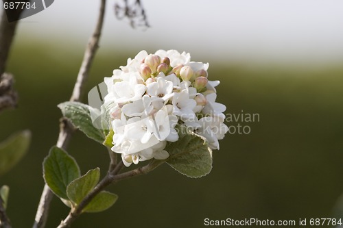 Image of White flower on green background