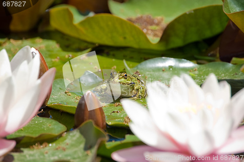 Image of blossom lotus flower and frog