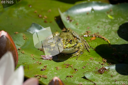 Image of blossom lotus flower and frog