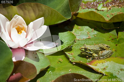 Image of blossom lotus flower and frog