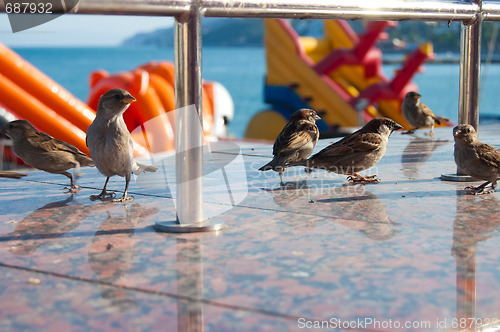 Image of sparrow in Mc Donalds