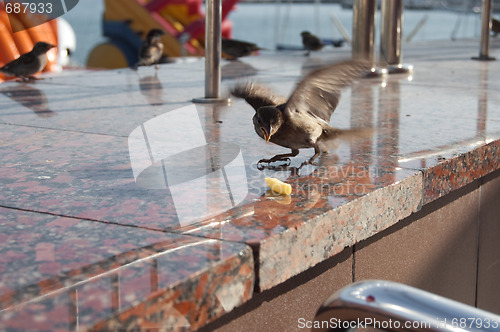 Image of sparrow in Mc Donalds