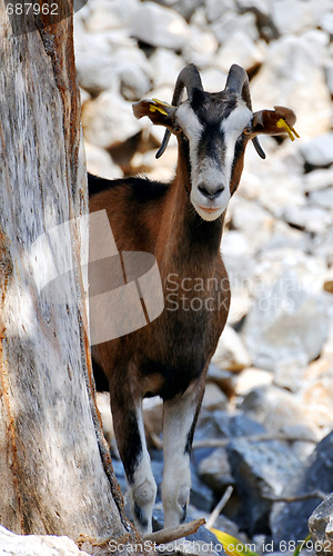 Image of Wild goat (Kri-Kri)