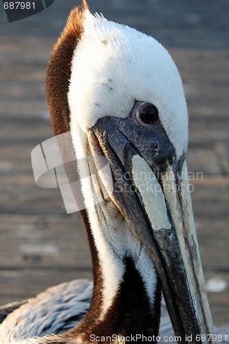 Image of pelican