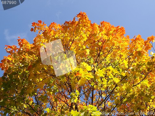 Image of Autumn Maple Tree