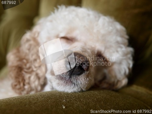 Image of Sleeping Dog 