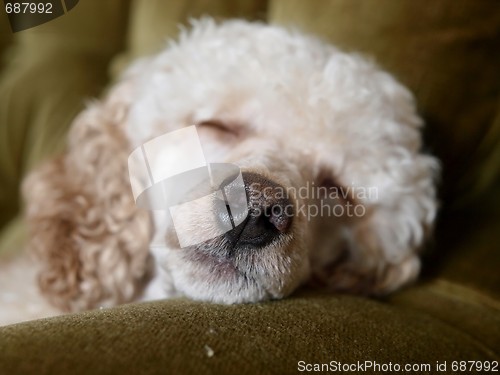 Image of Sleeping Dog 