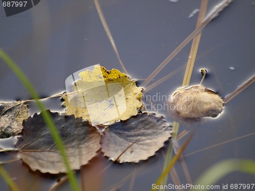 Image of Leaves on Water 