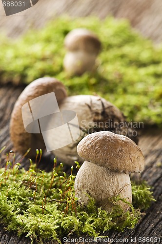 Image of Mushroom