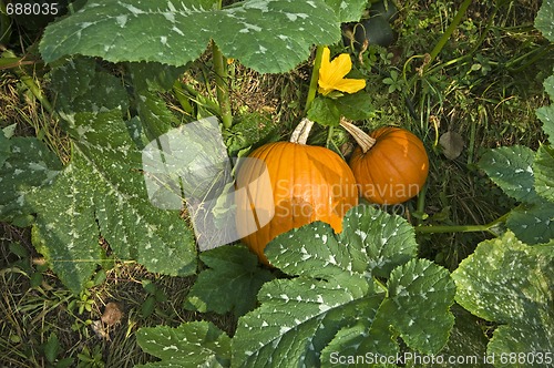 Image of Pumpkin