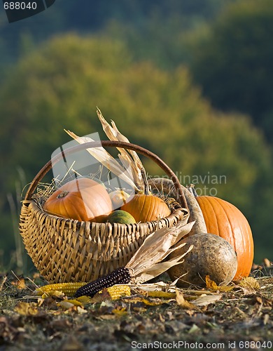 Image of Pumpkins