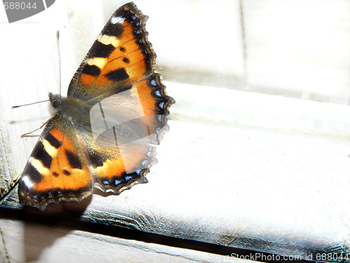 Image of butterfly