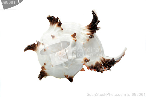Image of Beautiful seashell isolated over white