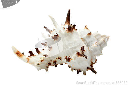 Image of Beautiful seashell isolated over white