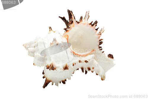 Image of Beautiful seashell isolated over white
