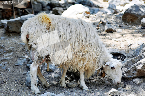 Image of Sheep