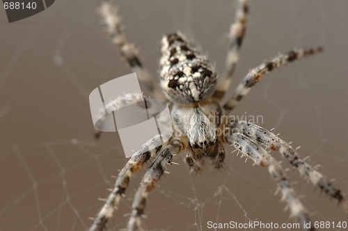 Image of Spider