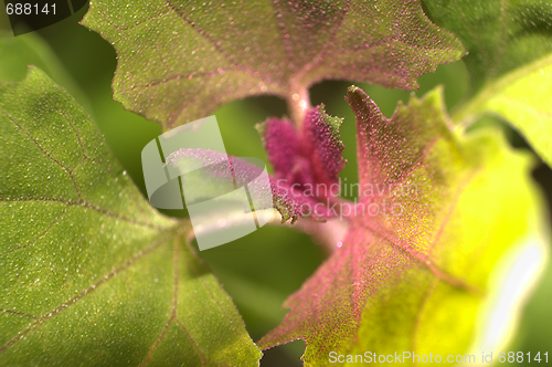 Image of Atriplex Hortensis