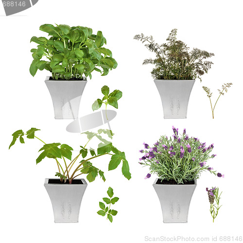 Image of  Herb Selection in Pots