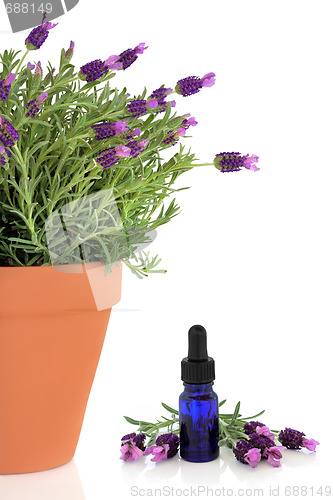 Image of Lavender Herb Flowers and Essence