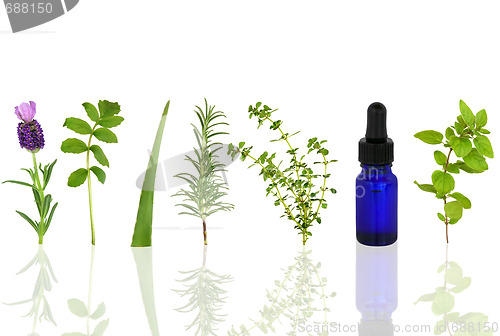 Image of Medicinal and Culinary Herbs