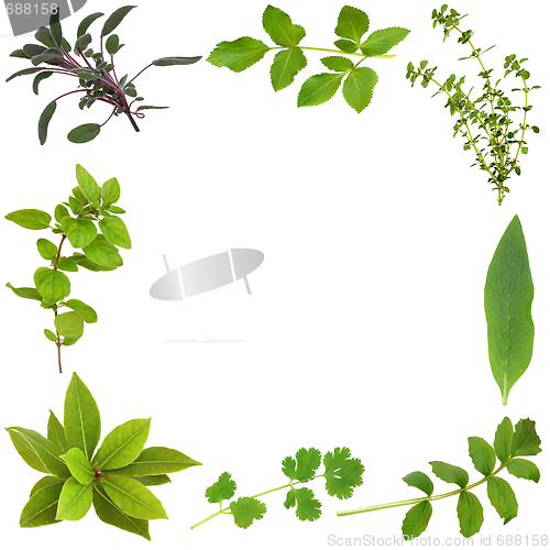 Image of Herb Leaf Border