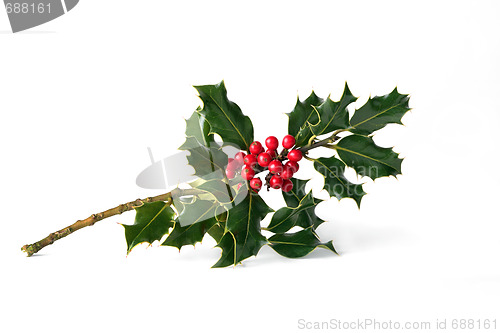 Image of Holly with Red Berries