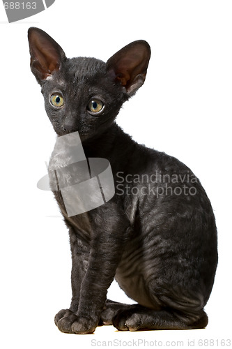 Image of black cat