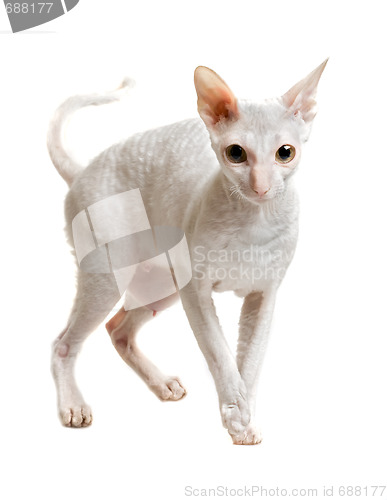 Image of cat of cornish rex breed