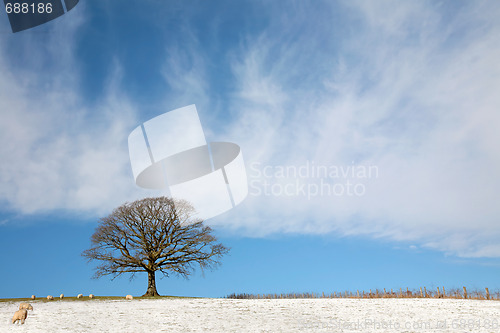 Image of Oak Tree in Winter