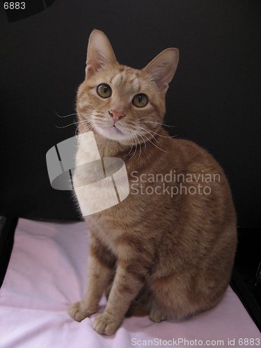 Image of cat sitting in front of a black card, 10