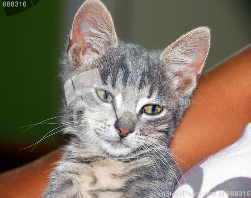 Image of Young cat portrait