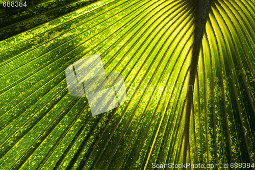 Image of Abstract Jungle Background