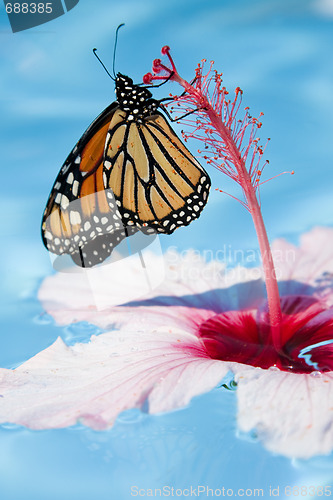 Image of Butterfly and Flower