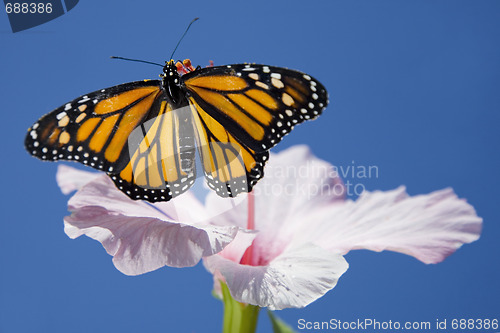 Image of Butterfly and Flower