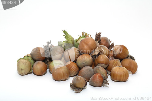 Image of Hazelnuts