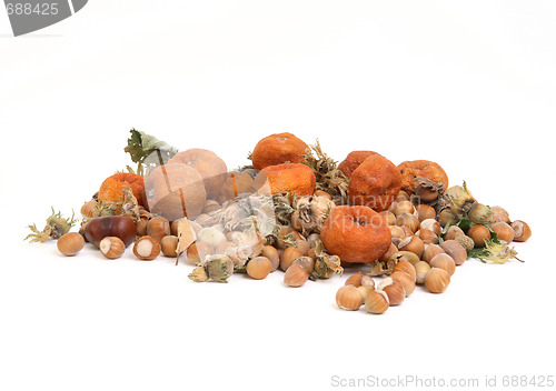 Image of Hazelnuts