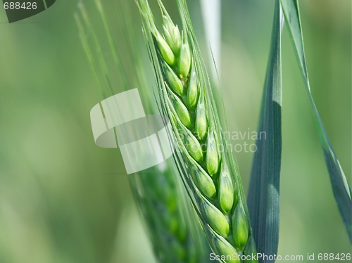 Image of Wheat
