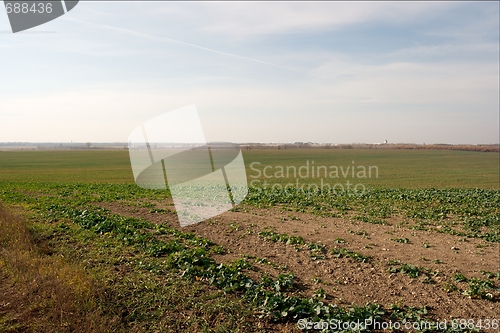 Image of Field